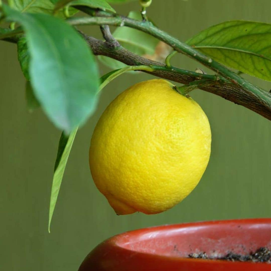 ¿Quieres cultivar tus propios limones? Planta un limonero en maceta