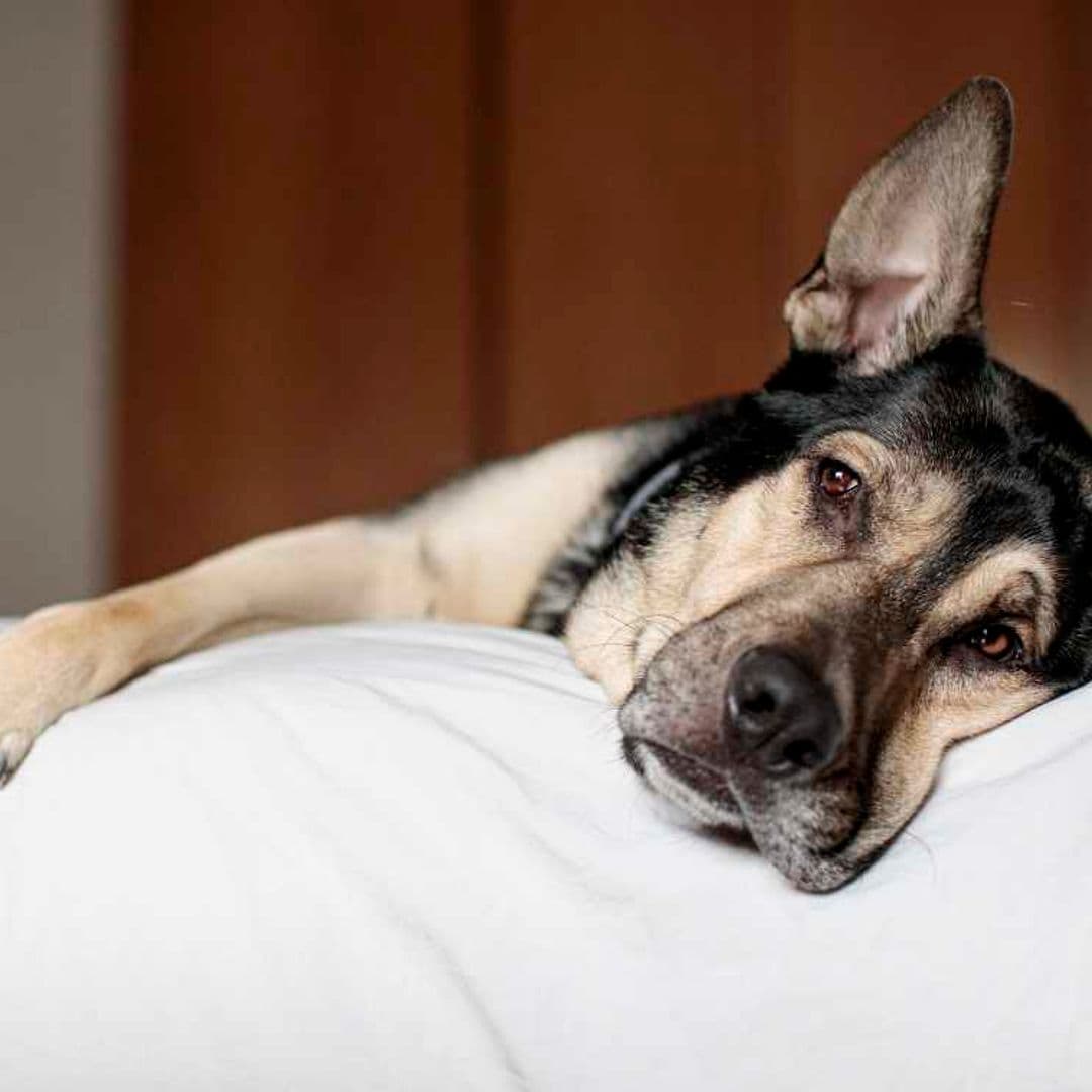 Si tu perro tiene estos síntomas, podría tener la llamada tos de las perreras