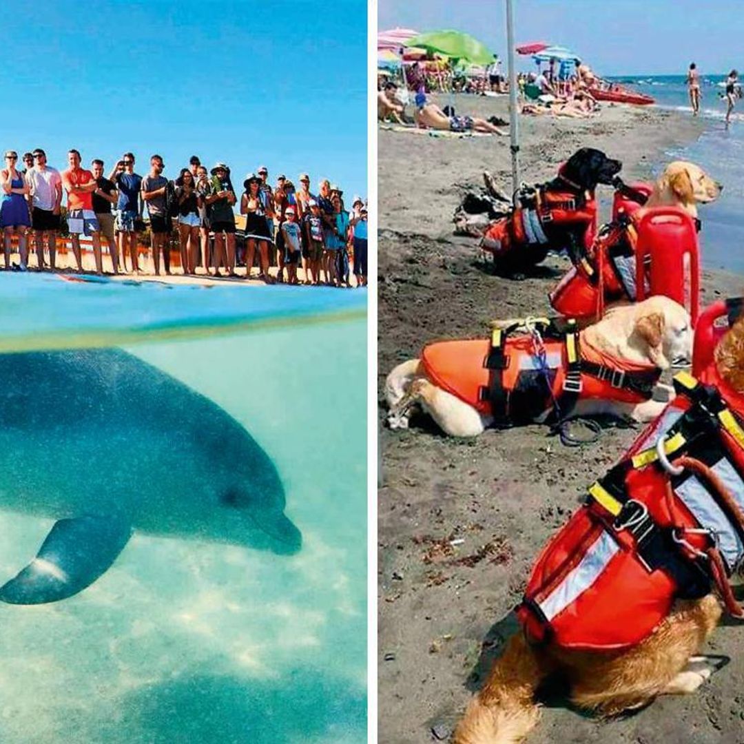 Playas donde el hombre y el reino animal conviven en armonía