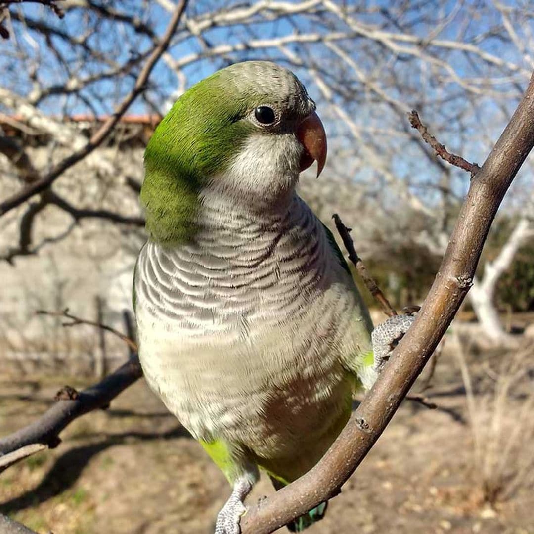 La cotorra argentina, una especie invasora que se adueña de las ciudades y parque españoles