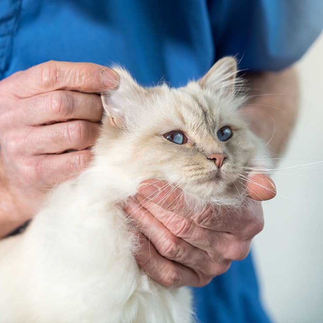 Cómo detectar la otitis en los gatos