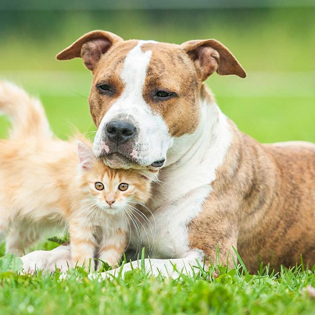 Perros vs. gatos, varios estudios miden la inteligencia de ambos