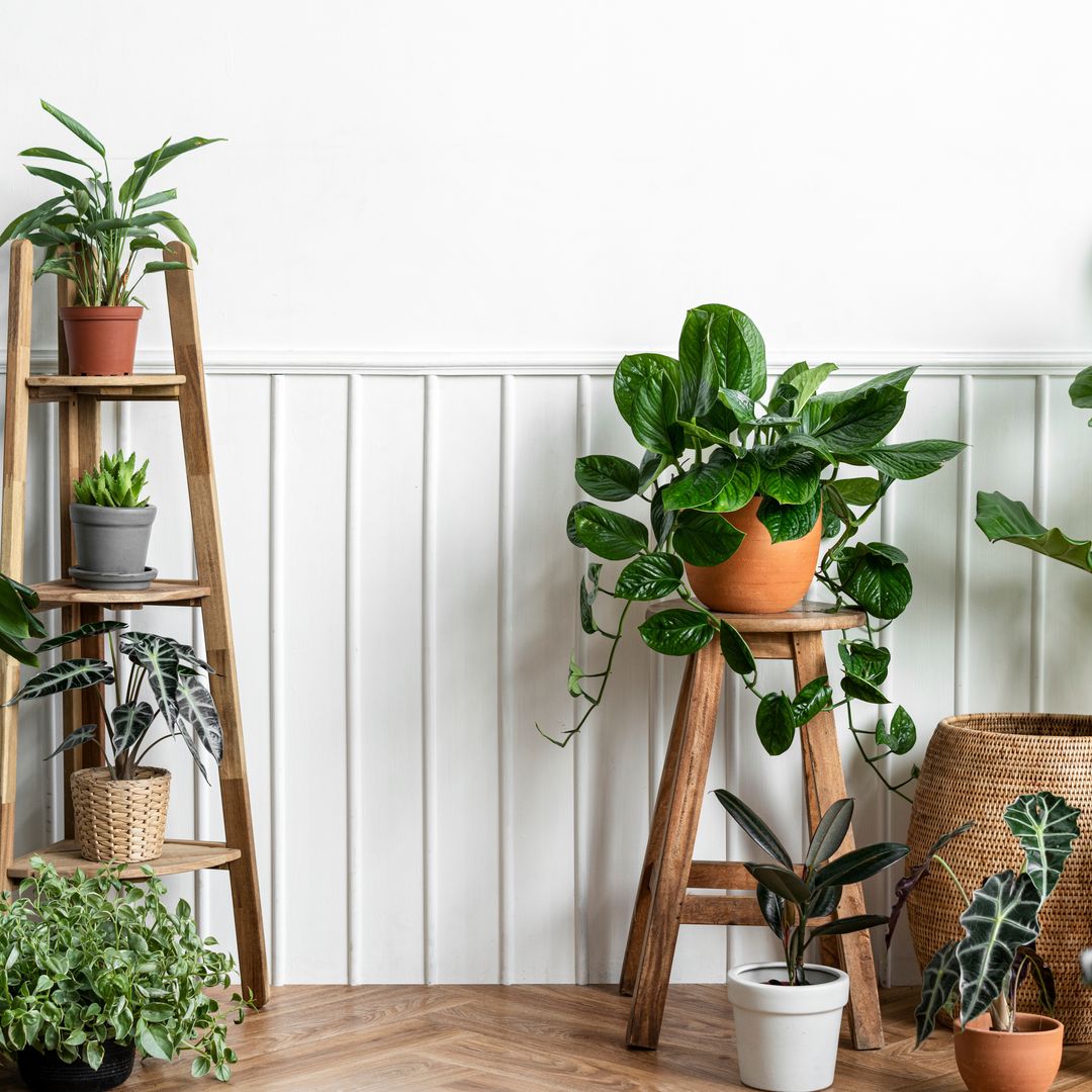 Plantas de interior perfectas para cultivar en invierno: bellas, decorativas y resistentes al frío