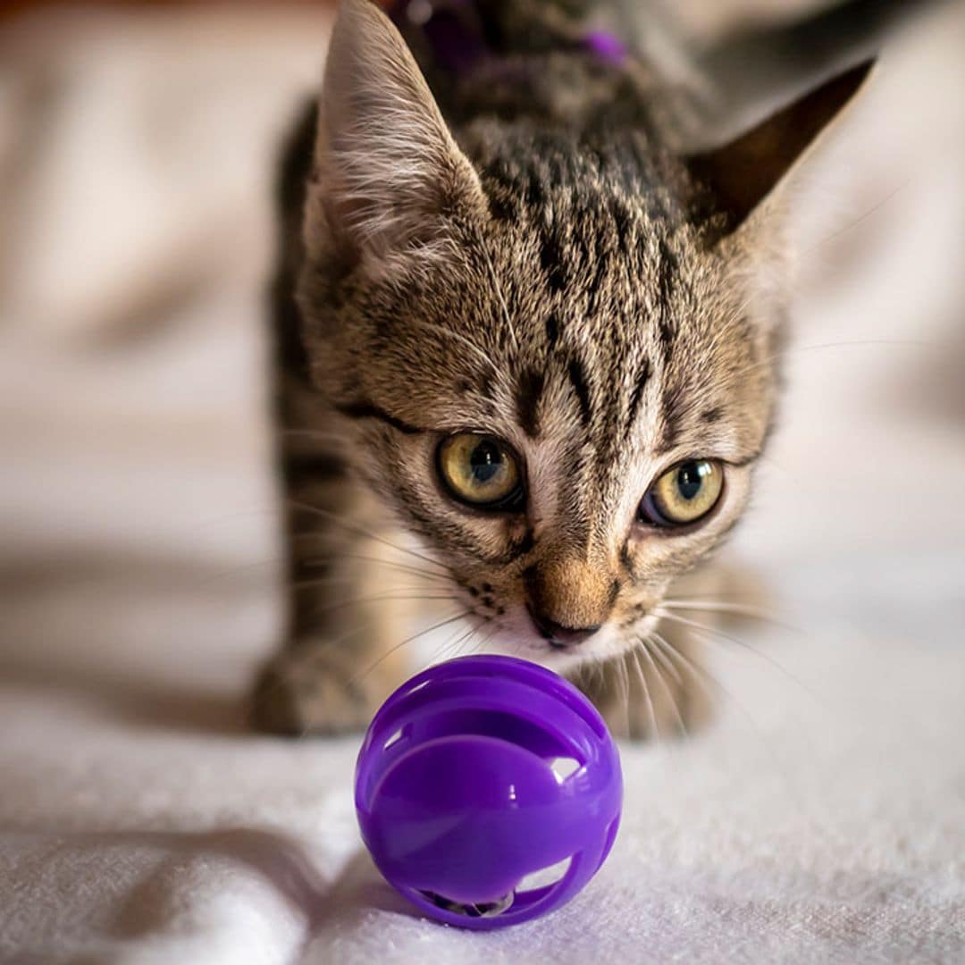 Las mejores pelotas interactivas para gatos: diversión y estímulo garantizados