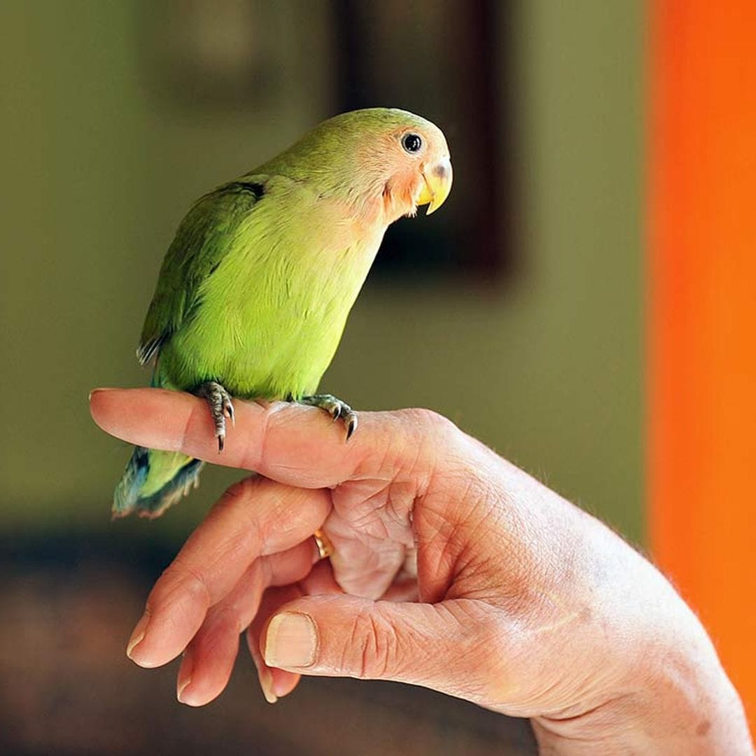 Cómo afrontar el vuelo ‘libre’ por la casa de tu periquito