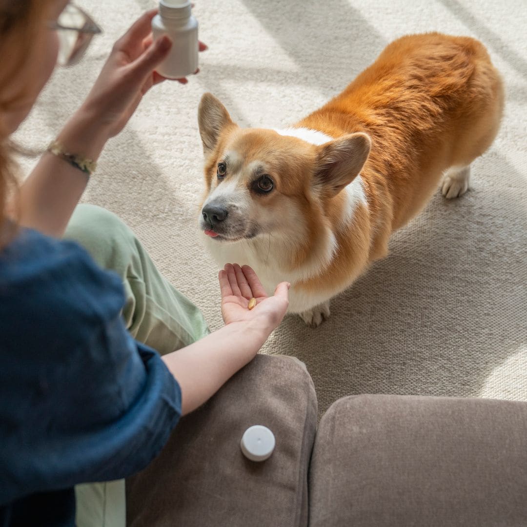 ¿Conoces los beneficios de los probióticos en perros? Esto es lo que dicen los expertos