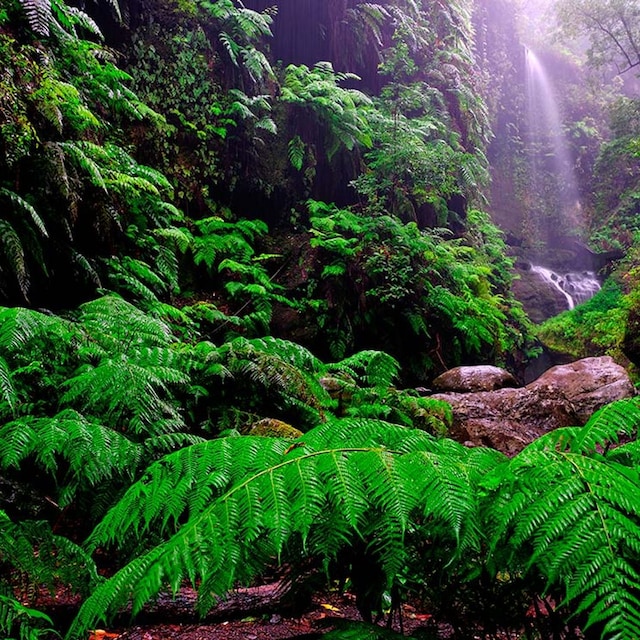 la palma bosque de los tilos