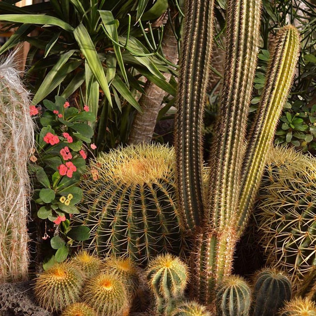 Estas son las estéticas pueden ofrecer los cactus, ¿cuál te gusta más?