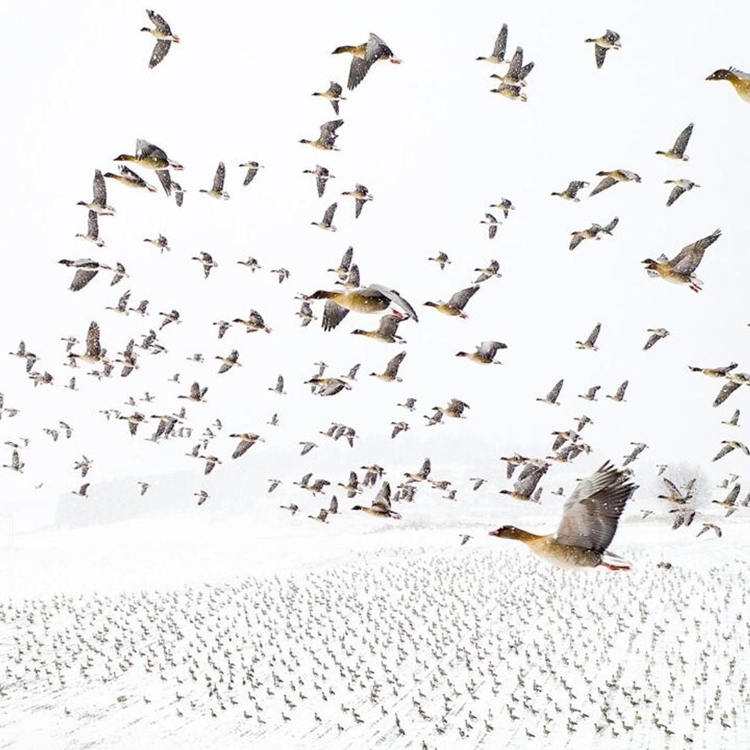 Impresionantes imágenes de la Naturaleza, como nunca antes la habíamos visto