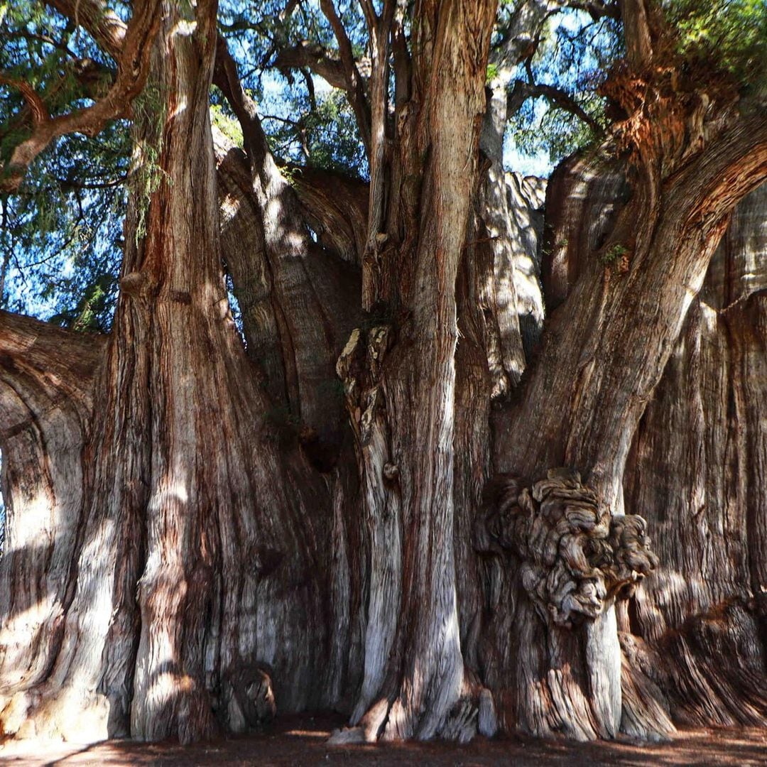 Las insólitas imágenes del árbol más longevo y ancho del planeta