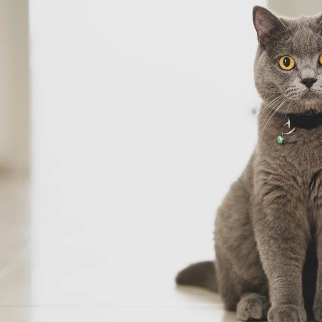 Gato british shorthair, una raza ideal para familias con niños o perros