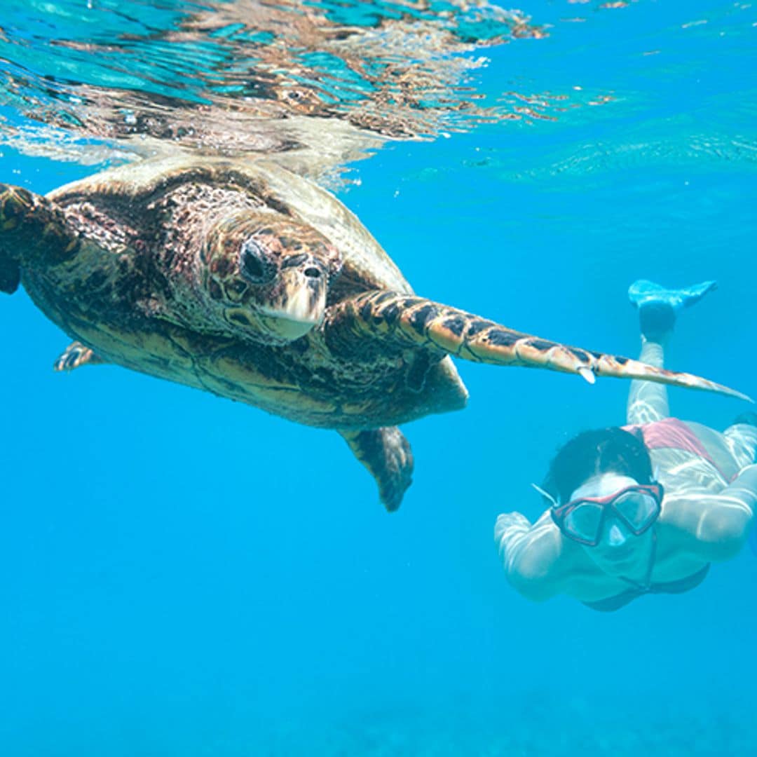 Nadar entre tortugas gigantes y otras experiencias insólitas en Seychelles