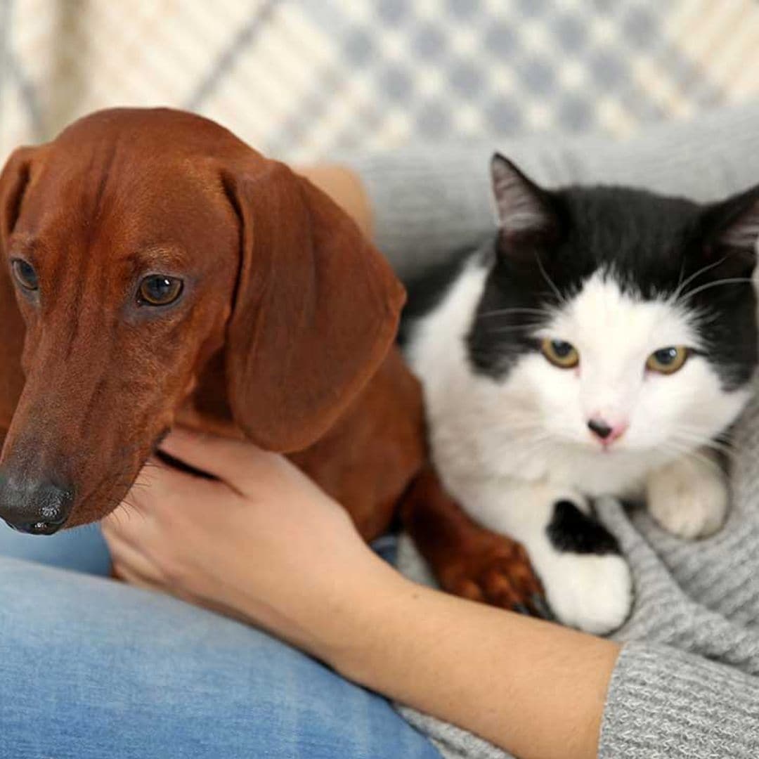 ¿Te gustan más los perros o los gatos? Tu elección puede delatar  tu personalidad