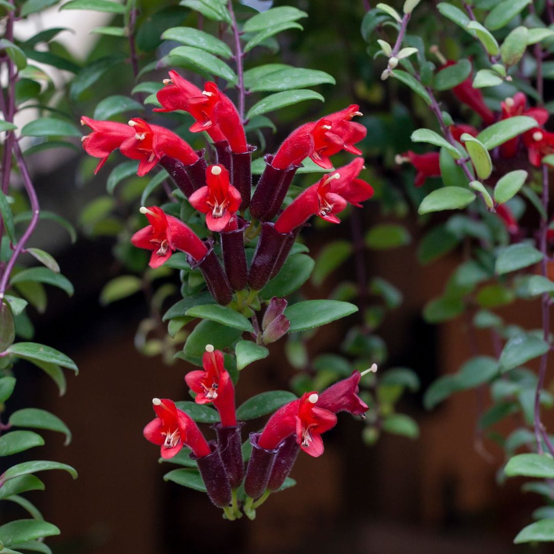 ​​​​Aeschynantus o planta pintalabios: una planta elegante que puede florecer todo el año