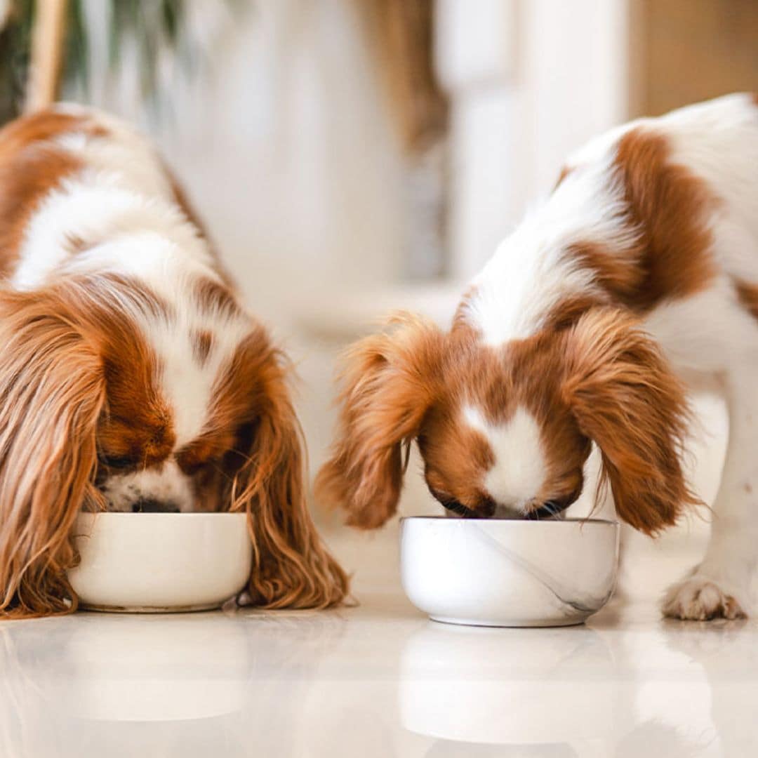 Evita problemas digestivos a tu perro comprándole uno de estos comederos antivoracidad