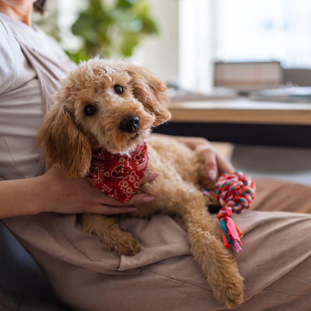 Hernia de disco en perros: síntomas y tratamiento