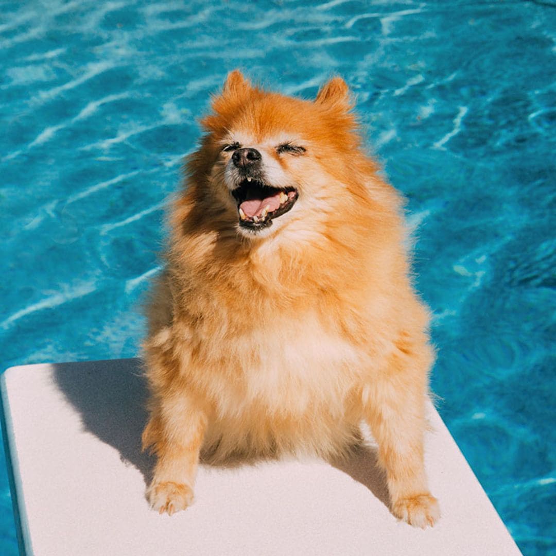 ¡Ellos también sufren con el calor! Los mejores productos para proteger a tu mascota en verano