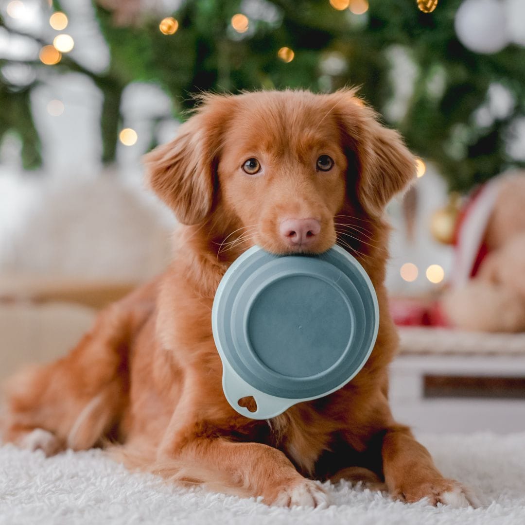 ¿Cuáles son los riesgos de dar un exceso de comida a nuestras mascotas en Navidad?