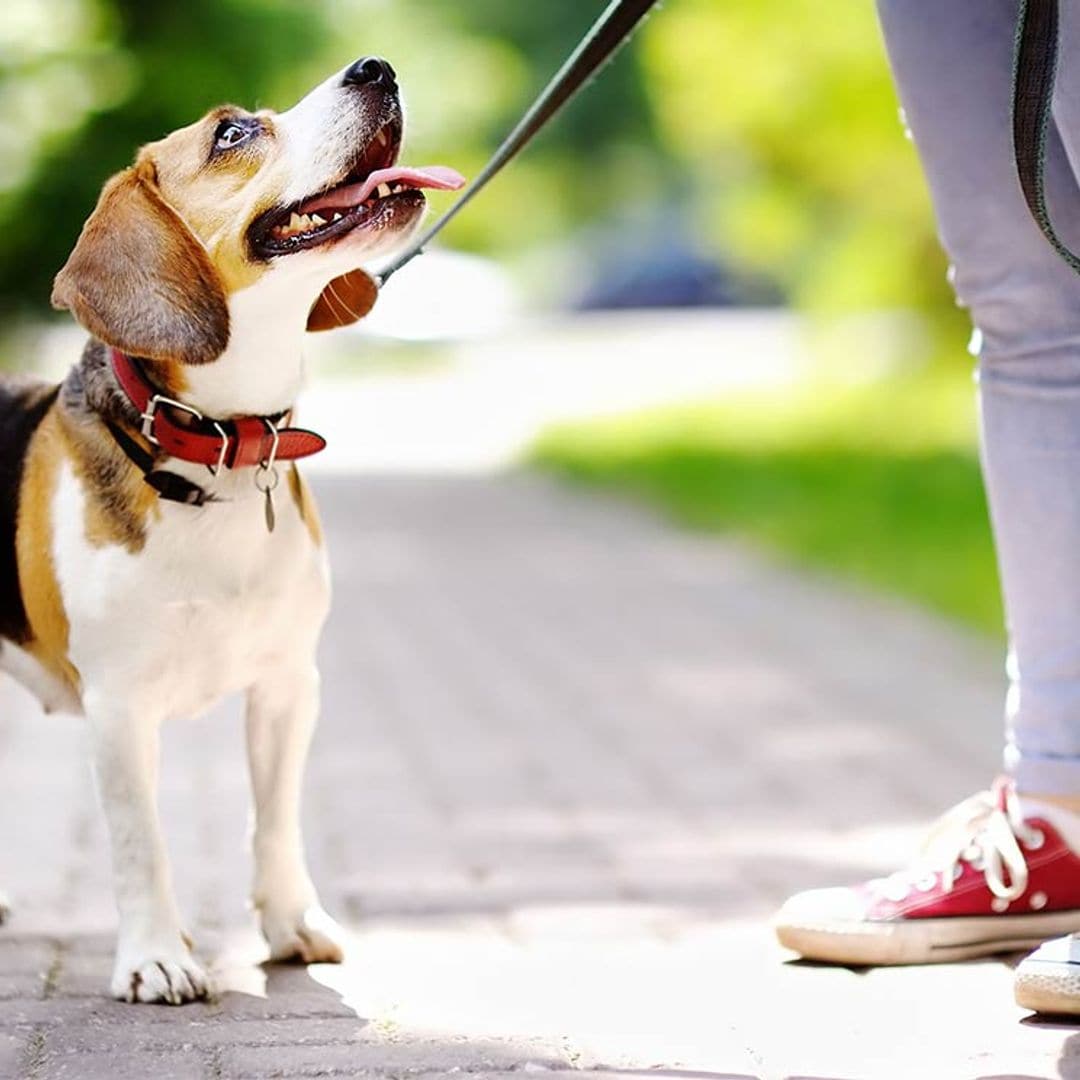 ¿Cuál es la hora y la frecuencia perfectas para pasear a mi perro?