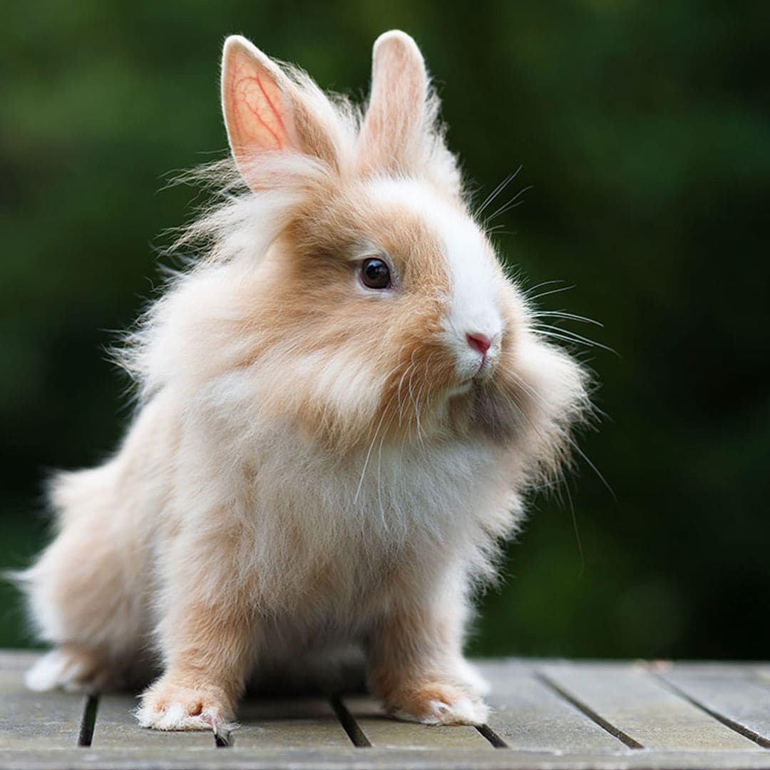 Conoce al conejo cabeza de león, una de las razas más curiosas