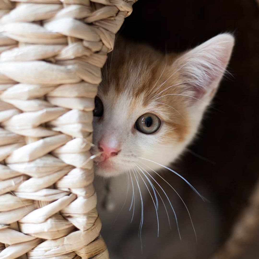 Estas son razones por las que un gato se esconde