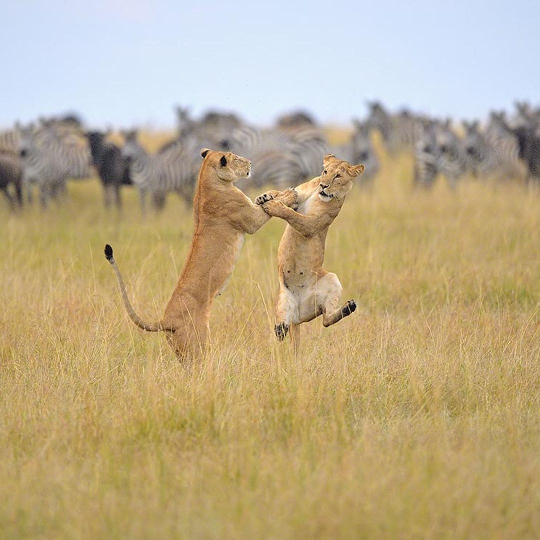 Las imágenes de animales más  divertidas de 2019