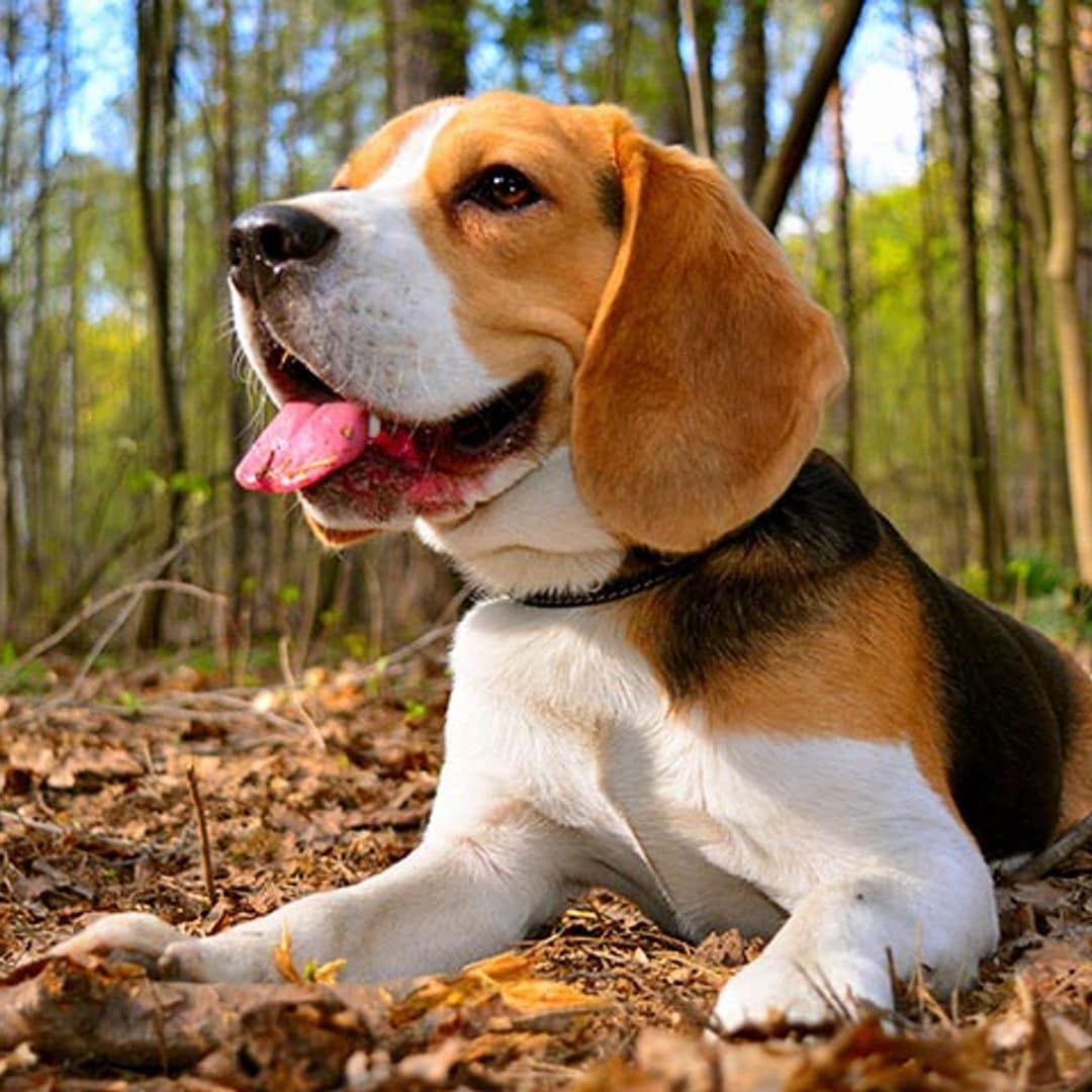 El beagle, la raza ideal para todas las casas