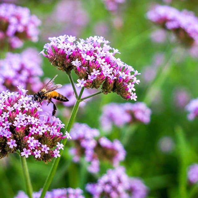 verbena bonariensis