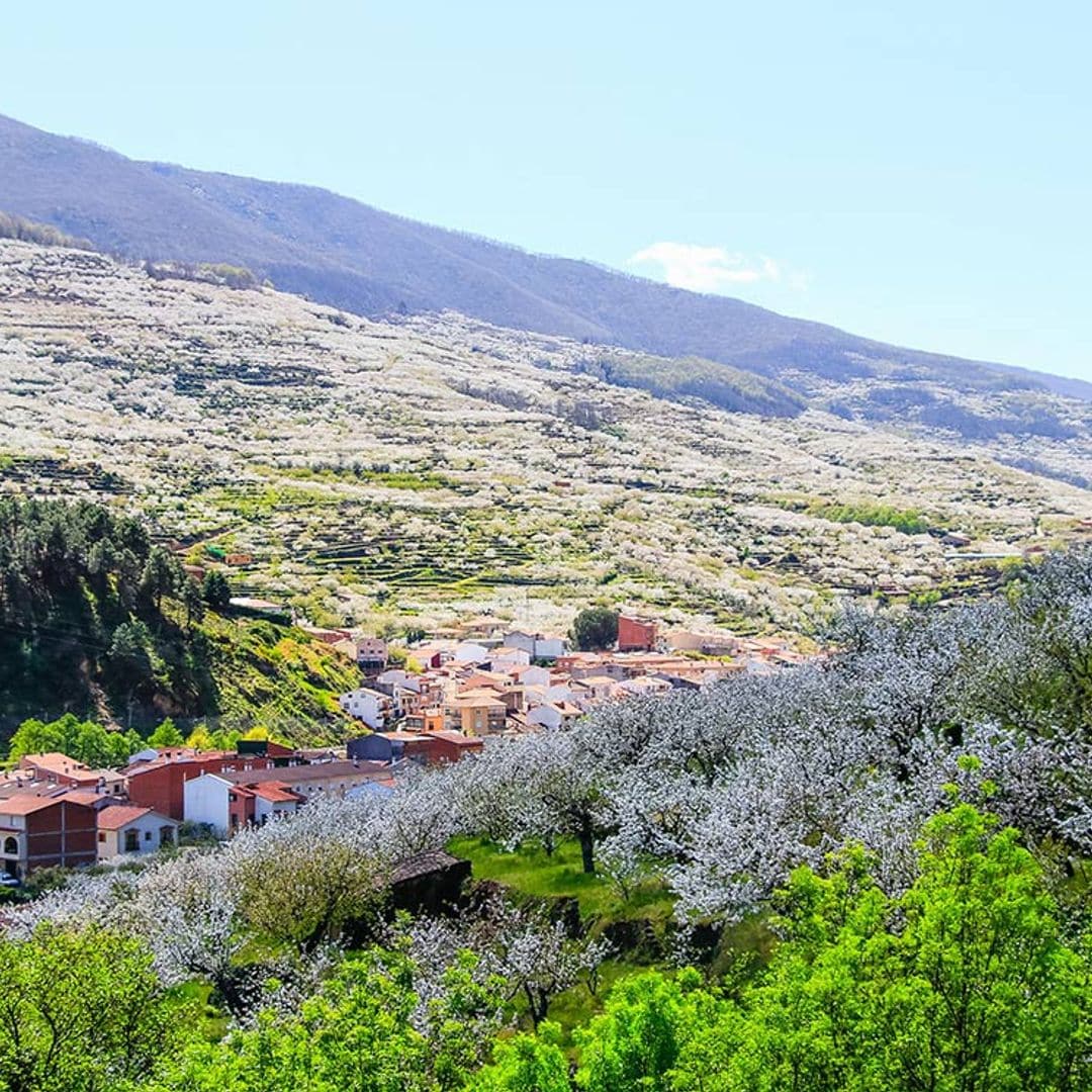 ¿Contemplar los cerezos en flor en España? Te contamos dónde, cómo y por qué