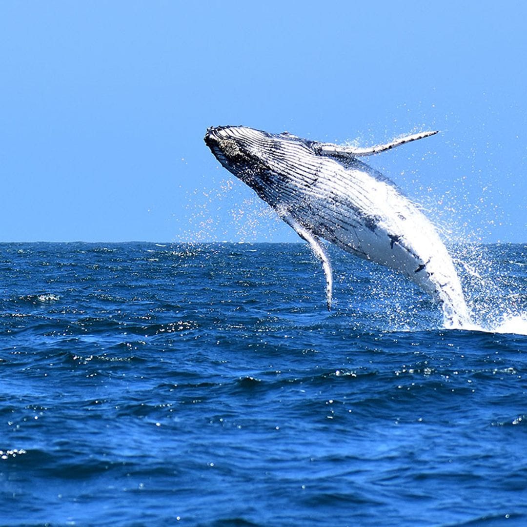 En esta parte de su cuerpo, las ballenas registran el cambio climático