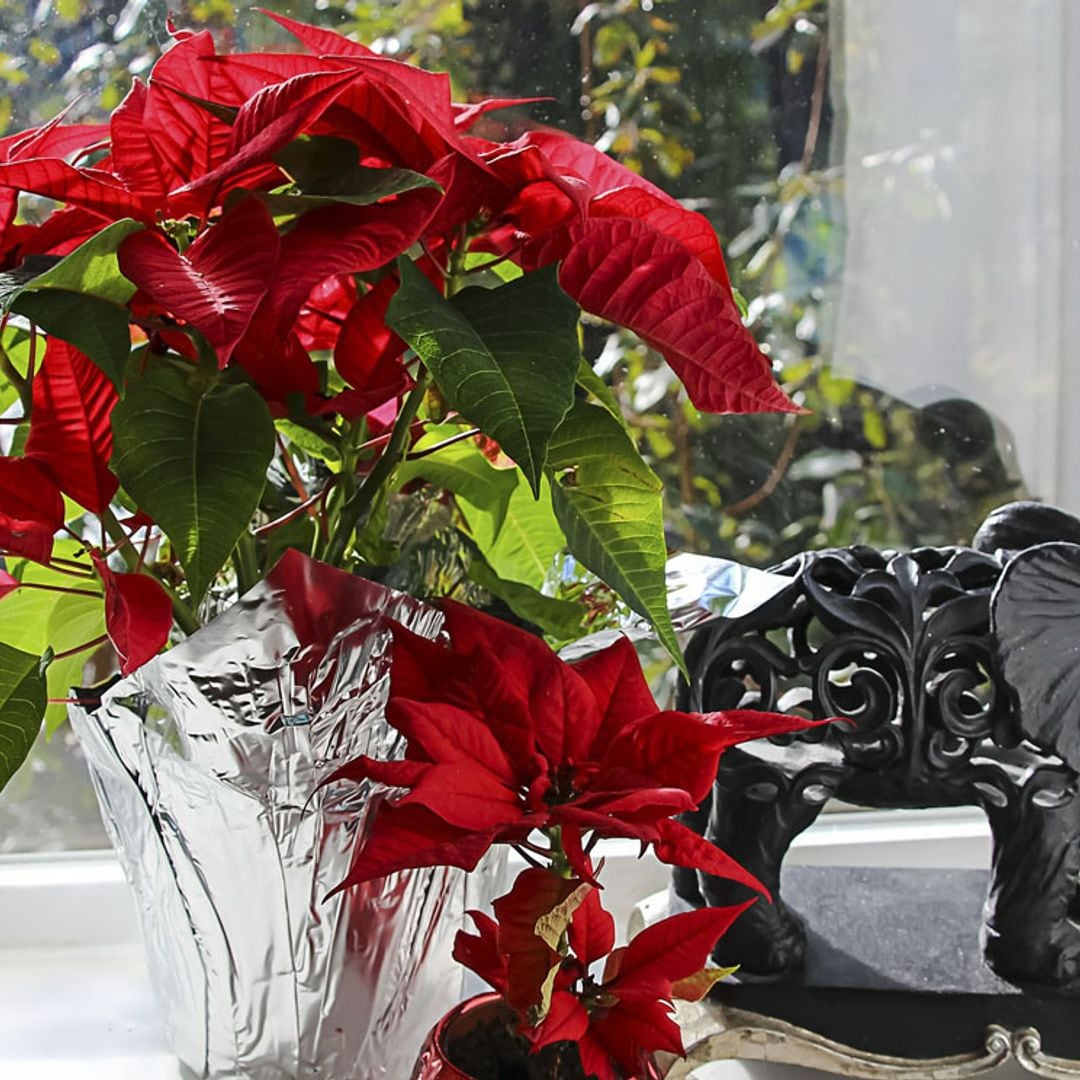 Plantas y flores decorativas que alegrarán tu casa durante la Navidad