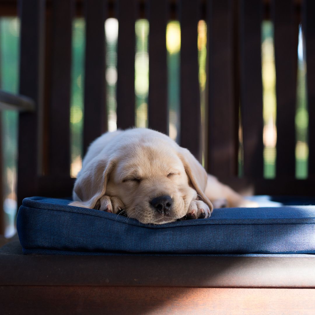 Las 5 mejores camas refrescantes para perros de este verano