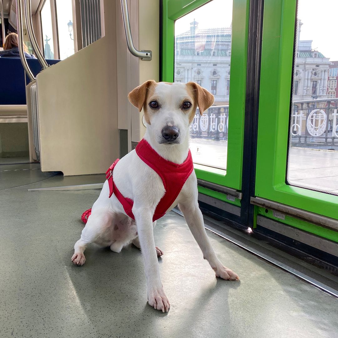 Pipper, el perro influencer y viajero más televisivo de España en Picos de Europa en un autobús público