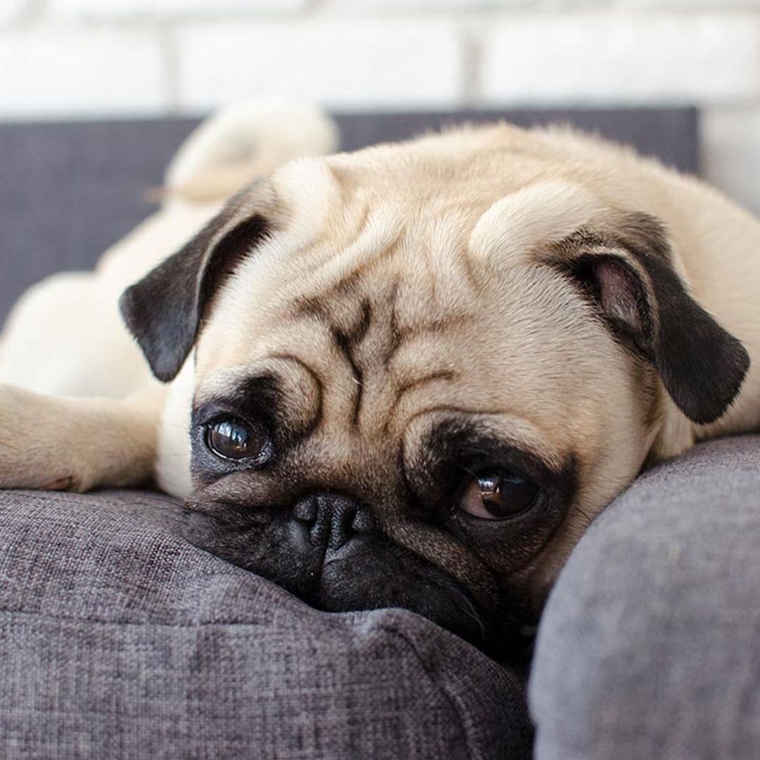 Razones por las que un perro puede sentirse deprimido