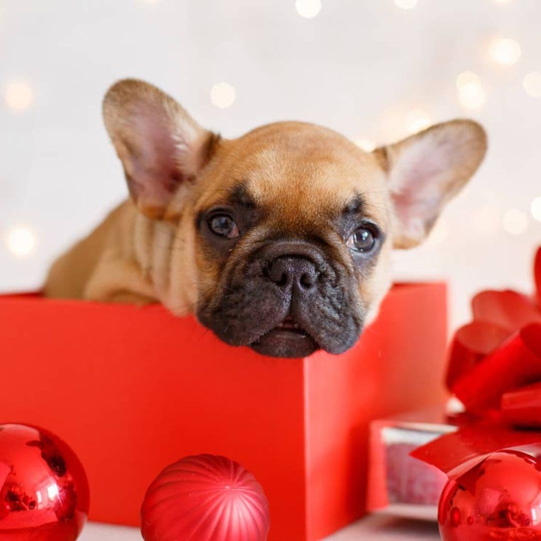 Regalar un perro o un gato en Navidad, ¿una buena idea?