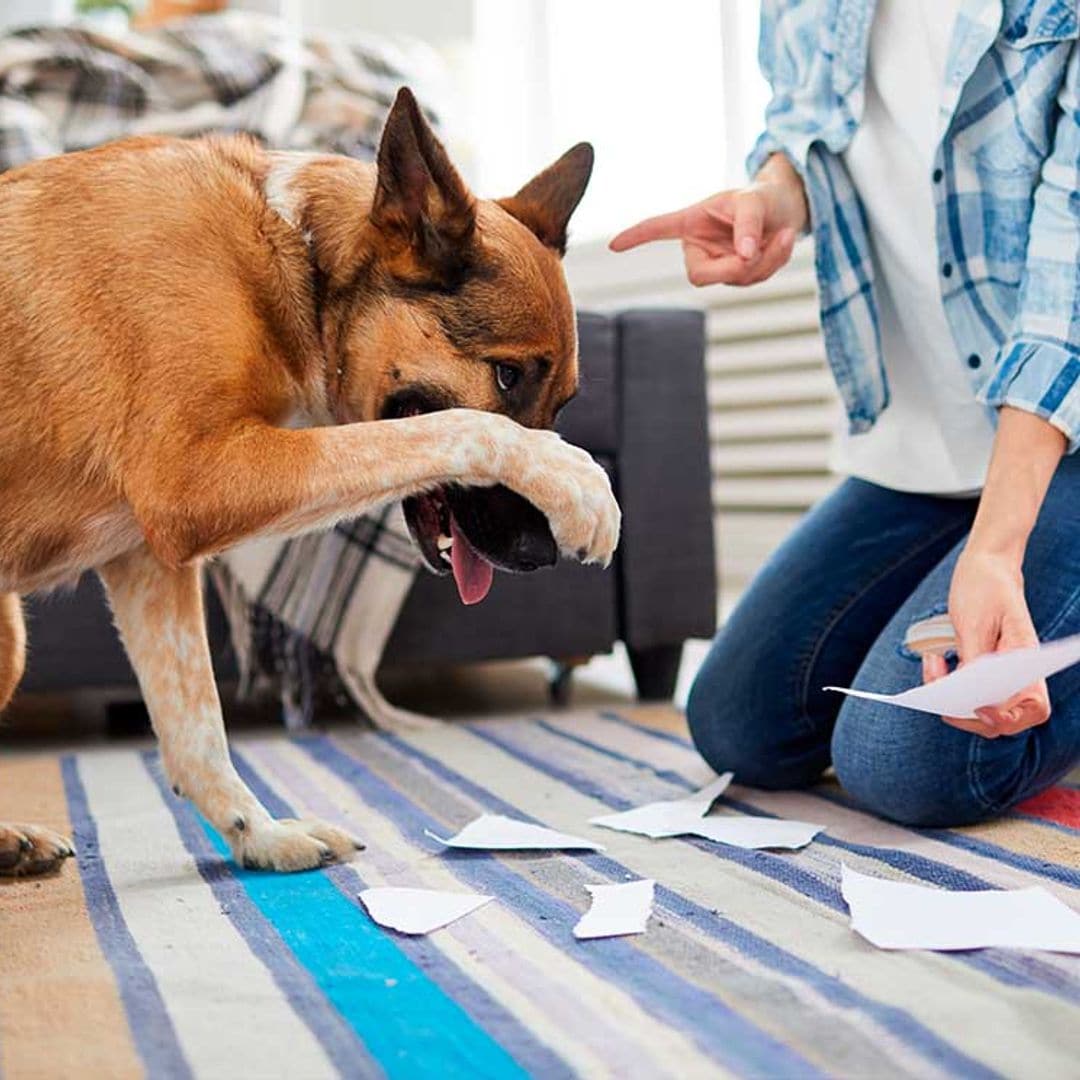 Descubre qué significan estos comportamientos de tu perro