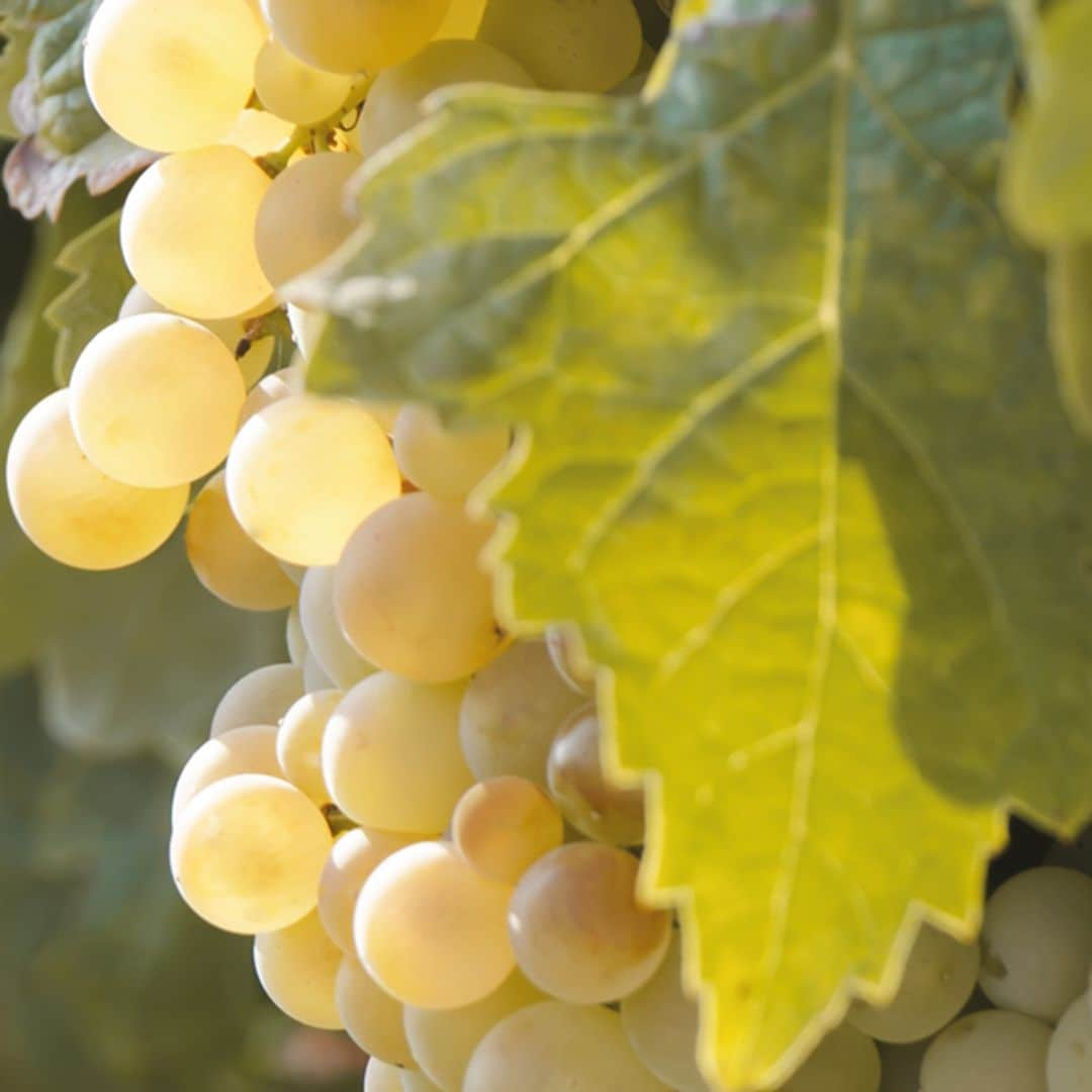 Vinos del Marco de Jerez, en Jerez de la Frontera, Cádiz