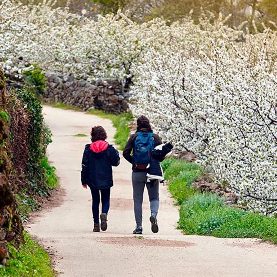 Guía práctica para disfrutar al máximo de la floración del Valle del Jerte