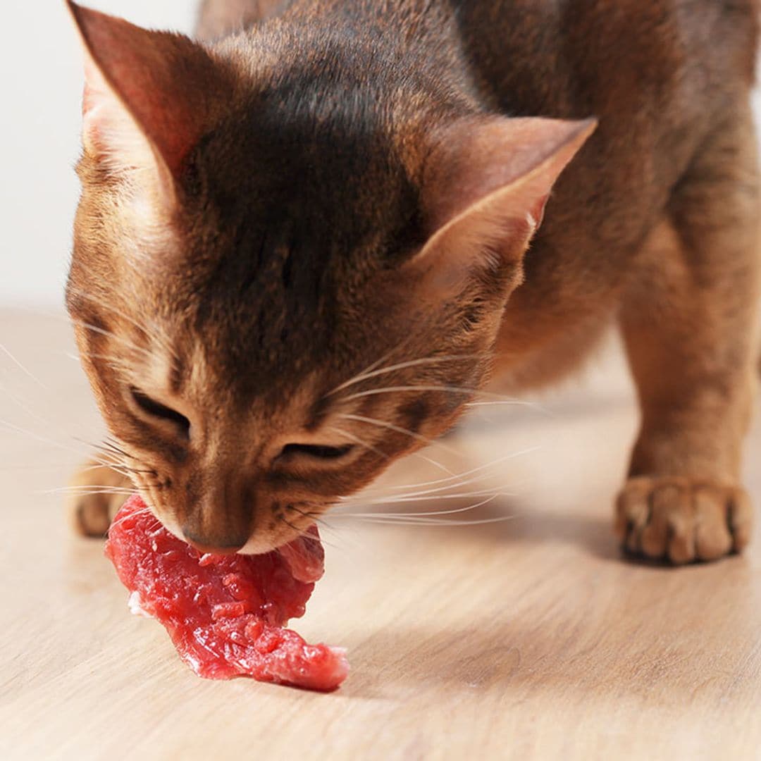 ¿Cómo es la dieta BARF para gatos?