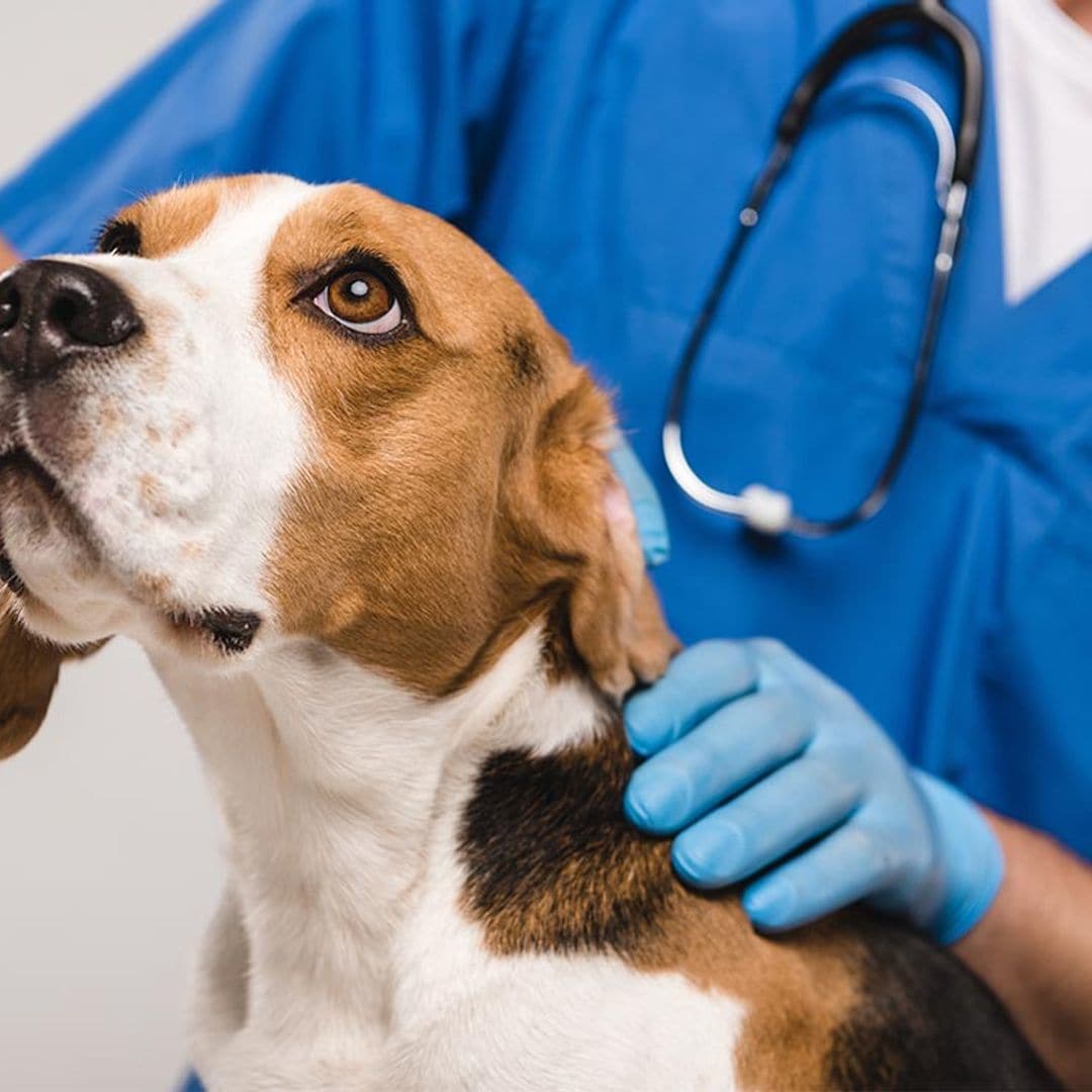 Lo que debes tener en cuenta si decides contratar un seguro veterinario para mascotas