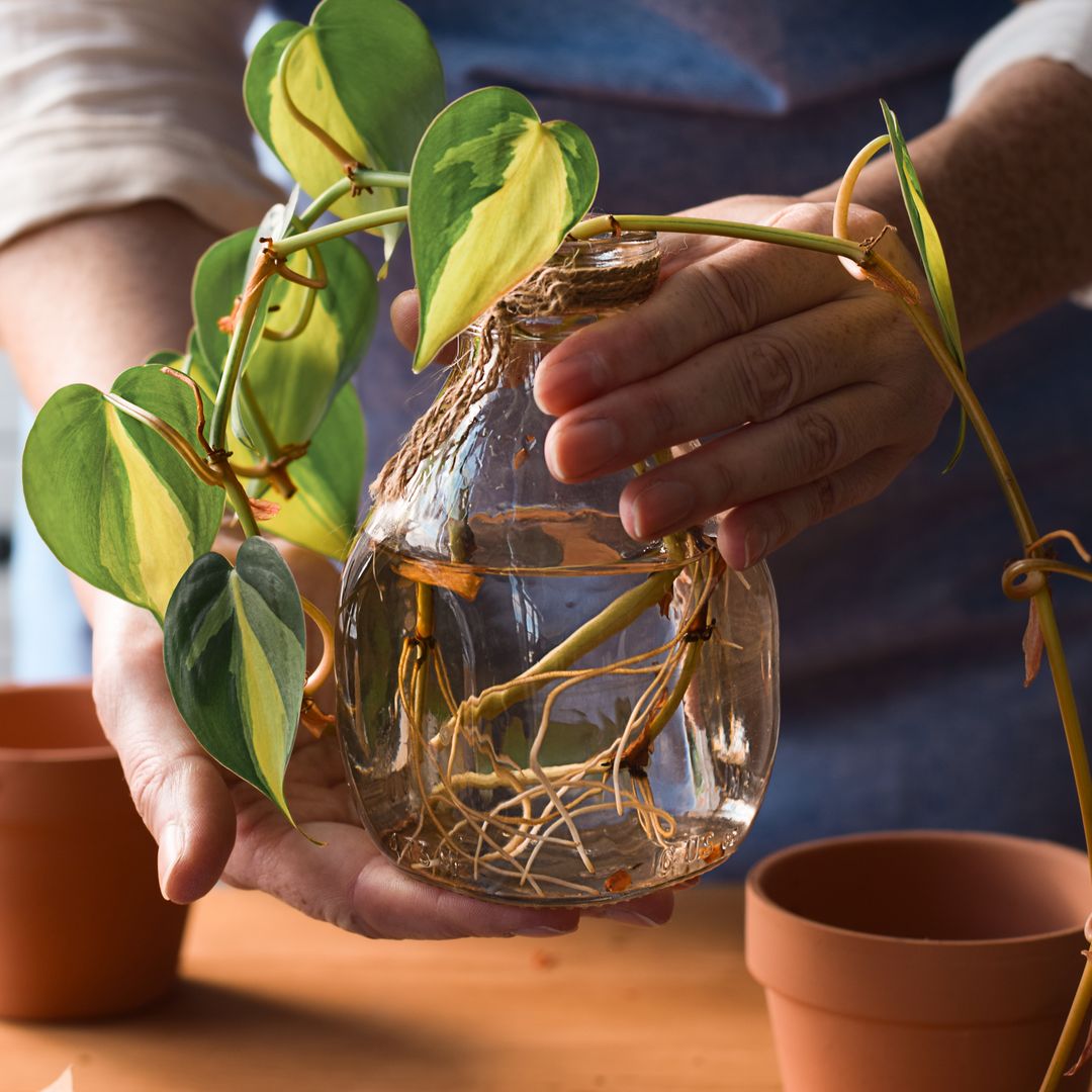 Esquejes en agua: consejos de la experta Elena Páez para reproducir tus plantas con éxito