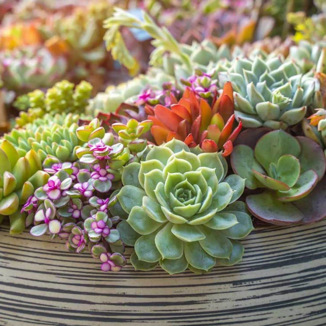 Echeverias, preciosas suculentas, muy resistentes y fáciles de cultivar