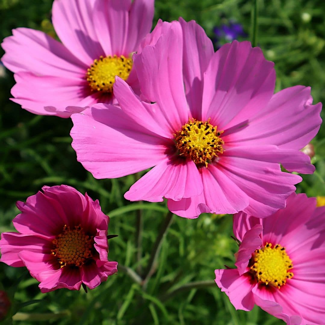 Estos son los cuidados que necesita el 'Cosmos bipinnatus' para alegrar tu jardín