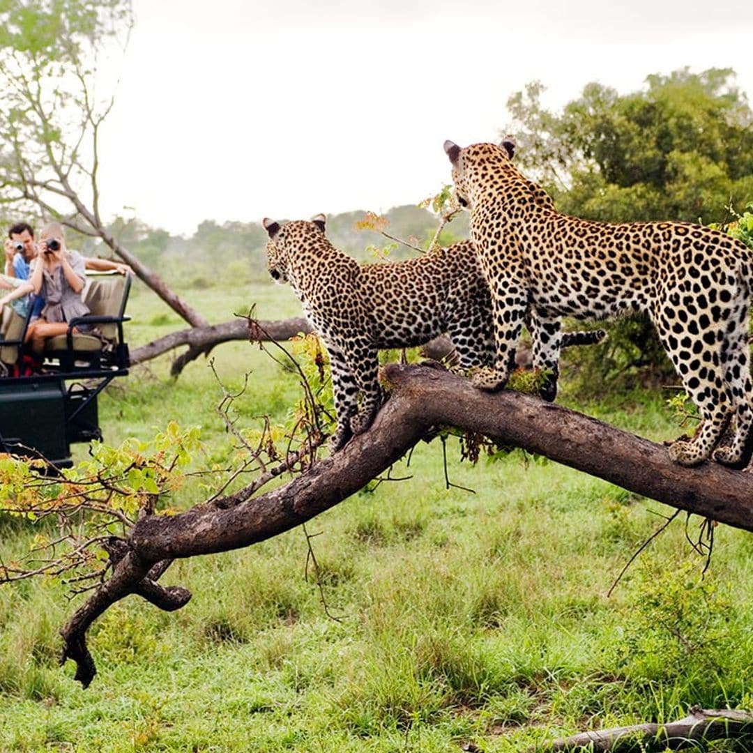 kruger gettyimages 104329693