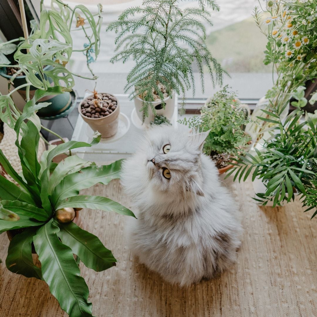 Estas plantas comunes pueden ser peligrosas para tu mascota… Descubre las alternativas seguras