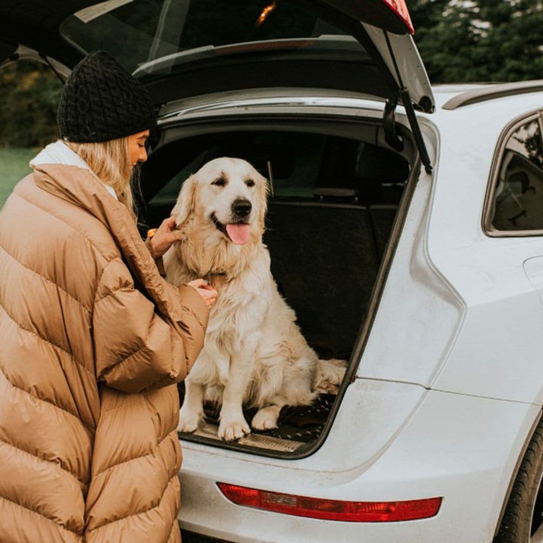 Encuentra aquí el transportín más práctico y seguro para viajar con perros grandes