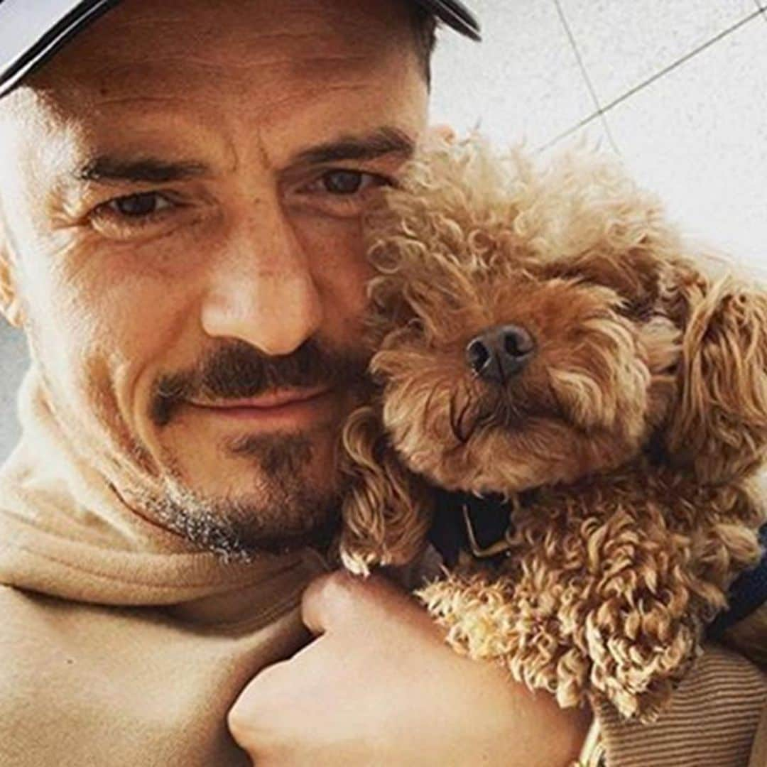 Orlando Bloom pide ayuda desesperada para encontrar a su mascota