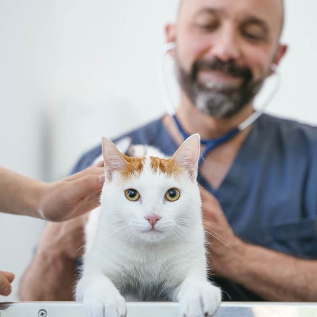 gato veterinario