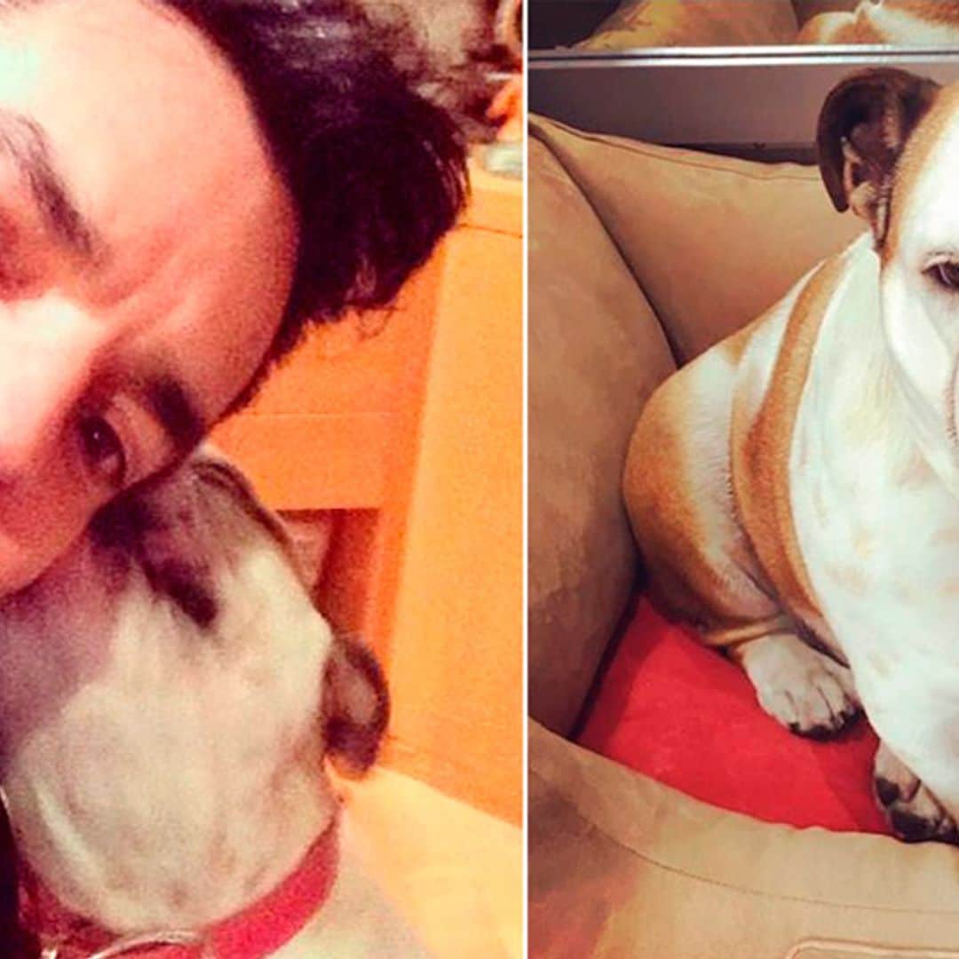 'Fiona', la mascota de Eugenio Derbez ¡tiene chofer!