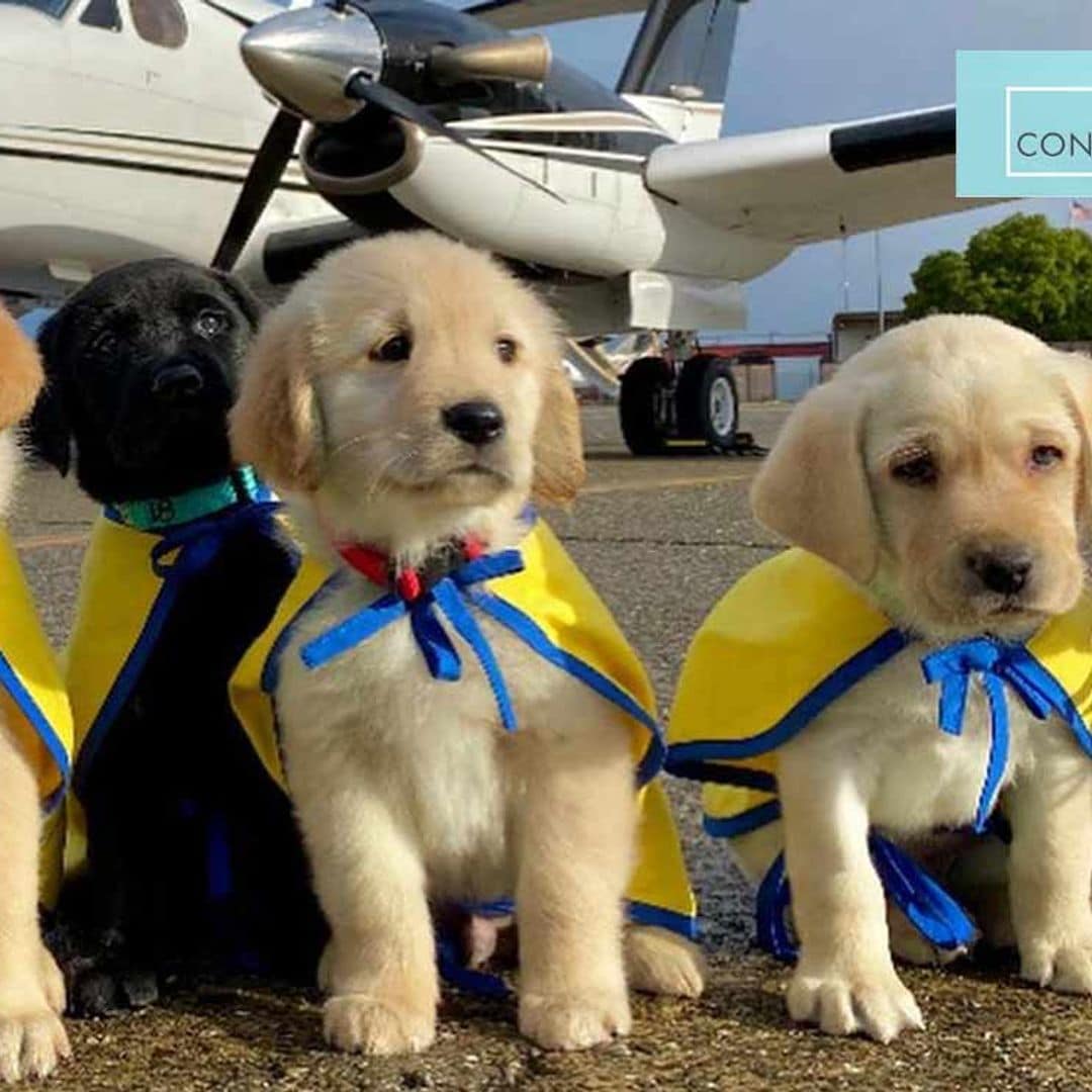 La bonita labor solidaria de un grupo de pilotos que traslada perros para asistir a personas discapacitadas